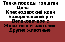 Телка породы голштин › Цена ­ 57 000 - Краснодарский край, Белореченский р-н, Великовечное с. Животные и растения » Другие животные   